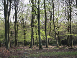 Bokskog